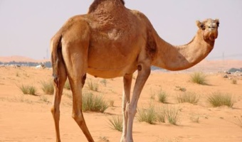 شتر تک‌کوهانه؛ ظرفیت جدید دامپروری در دهلران