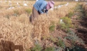 برداشت ارقام پرورشی گندم و جو در ایلام مطلوب بوده است