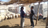 بازدید علمی در روستای چم‌روته بررسی چالش باروری در گله‌های داشتی عرب رودبار