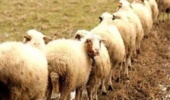 چالش‌های دام سبک در ایران؛ از کمبود نهاده تا تهدیدات اقلیمی