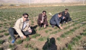 زمین‌های کم‌بازده ایلام رویایی از جنس طلا می‌بافند