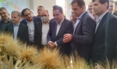 افتتاح غرفه دستاوردهای مرکز تحقیقات و آموزش کشاورزی به مناسبت هفته پژوهش با حضور استاندار