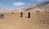 افزایش ۱۰ تا ۹۰ درصدی عملکرد گندم دیم با اجرای خشکه‌کاری