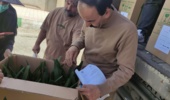 صادرات ۱۰ هزار اصله نهال کشت‌بافتی خرما از مرز مهران به عراق