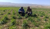 بازدید از طرح کرتهای کنترلی گندم و جو و طرح تعیین ارزش زراعی (vcu) ارقام گندم دیم و طرح سازگاری ارقام پکان