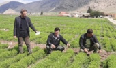 پایش میدانی پروژه‌های تحقیقاتی چرداول؛ گامی در مسیر ارتقای بهره‌وری کشاورزی استان ایلام
