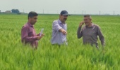 تاکید بر استانداردهای کیفی در تولید بذر گندم و جو؛ بازدید کارشناسان ایلام از مزارع دهلران