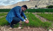امید به کاهش واردات روغن خوراکی با توسعه کشت «بالنگوی شهری» در مناطق دیم ایران ‌