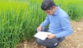 تداوم نظارت دقیق بر مزارع تولید بذر در دهلران، چرداول و هلیلان