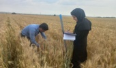 آغاز پایش میدانی گندم آبی در ایلام؛ گامی تازه برای کاهش شکاف عملکرد