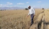 آغاز عملیات برداشت محصولات گندم در اراضی کشاورزی دهلران؛ نویدبخش سال زراعی پربار