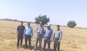 بازدید نظارتی از روند تولید، خرید و نگهداری بذر گندم و جو در شهرستان دهلران