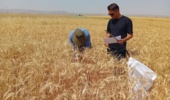 کاهش خلأ عملکرد گندم دیم در ایلام؛ گامی راهبردی برای تقویت امنیت غذایی