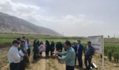 معرفی ارقام جدید گندم دیم در چرداول؛ افزایش عملکرد و کاهش مصرف سموم شیمیایی