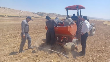 رشد ۲۳۳ درصدی تولید بذر سیب‌زمینی در استان ایلام