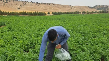 نمونهبرداری برگ از مزارع تولید بذر سیبزمینی ایلام با هدف ارزیابی سلامت مزرعه