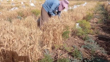 برداشت ارقام پرورشی گندم و جو در ایلام مطلوب بوده است