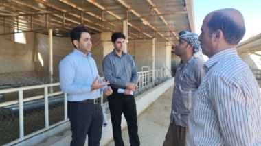 بهبود عملکرد پرواربندی بره در بدره با اجرای طرح یاوران تولید