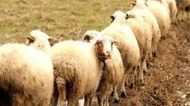 چالش‌های دام سبک در ایران؛ از کمبود نهاده تا تهدیدات اقلیمی