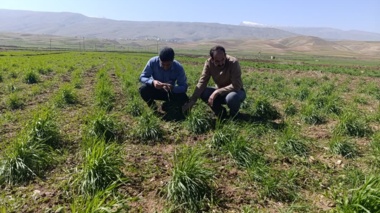 بازدید از طرح کرت‌های کنترلی گندم و جو و طرح تعیین ارزش زراعی (vcu) ارقام گندم دیم و طرح سازگاری ارقام پکان