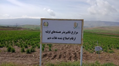 پایش میدانی گندم دیم در چرداول؛ رشد مطلوب پس از بارندگی‌های اخیر