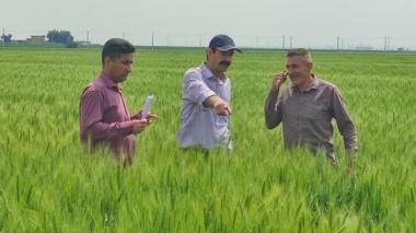 تاکید بر استانداردهای کیفی در تولید بذر گندم و جو؛ بازدید کارشناسان ایلام از مزارع دهلران