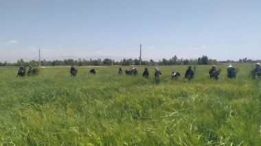 خالص‌سازی مزارع بذر محسن‌آب در ایلام آغازشد