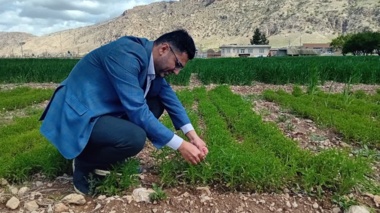 امید به کاهش واردات روغن خوراکی با توسعه کشت «بالنگوی شهری» در مناطق دیم ایران ‌