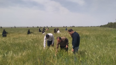 تولید هسته‌های اولیه بذری گندم و جو دیم؛ آغاز فصل جدیدی در ارتقای پایداری و بهره‌وری کشاورزی در ایلام