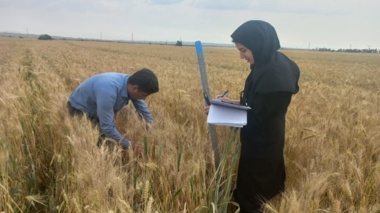 آغاز پایش میدانی گندم آبی در ایلام؛ گامی تازه برای کاهش شکاف عملکرد