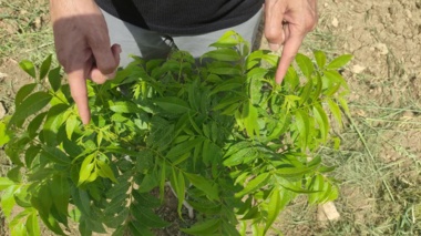 پکانِ سازگار در ایلام؛ گام تازه برای توسعه باغات استان ایلام