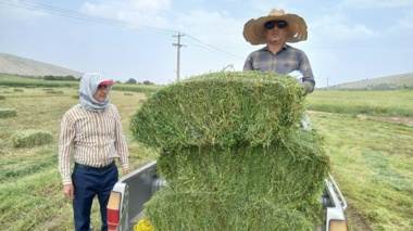 افزایش ۲۳۳ درصدی بهره‌وری زمین با کشت مخلوط علوفه در بدره