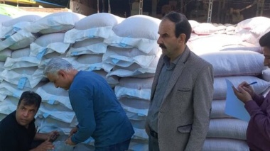 عملکرد بذور اصلاح‌شده، ۳۰ درصد بیشتر است/راه‌اندازی سامانه نظارت الکترونیک بذور در ایلام