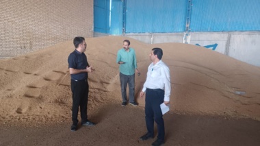 پایش میدانی شرکت‌های تولید و فرآوری بذر گندم دهلران برای تأمین بذر استاندارد سال زراعی آینده